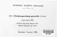 Cladosporium gracile image